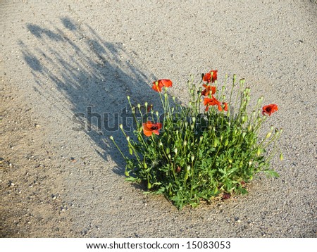 bush of poppies grow on the asphalt of the country road