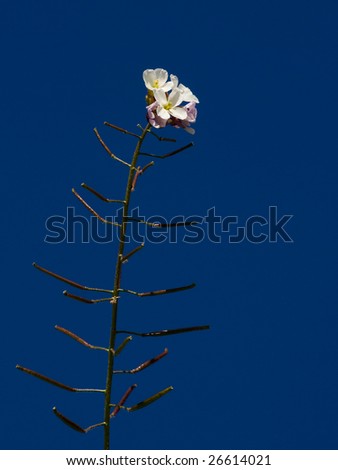 single rustic flower on background deep blue sky