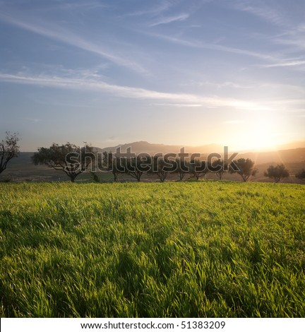the sun is setting on a field of grass and row of olive trees