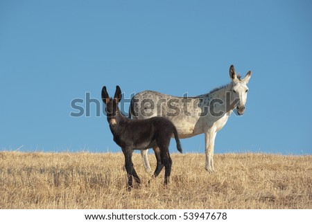 a white donkey and his black foal against blue sky