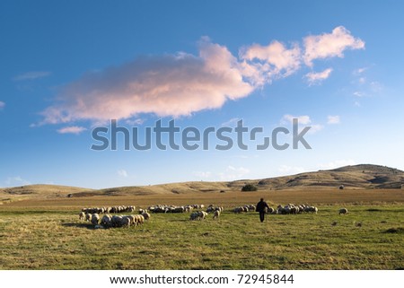 shepherd and his flock of sheep in a prairie of the central Anatolia  under a big cloud in the blue sky at the evening