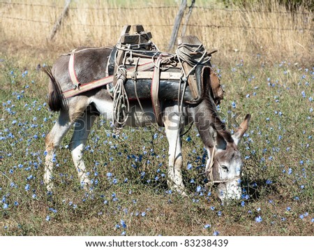 a donkey with an old saddle is cropping the grass in a field of blue flowers