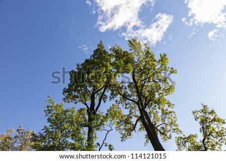 two oaks growing together against blue sky