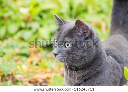 cute british shothair cat outdoor in harness