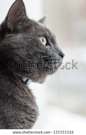 russian blue cat on window, vertical photo