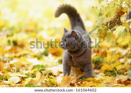 british shorthair cat outdoor walking in harness, autumn time