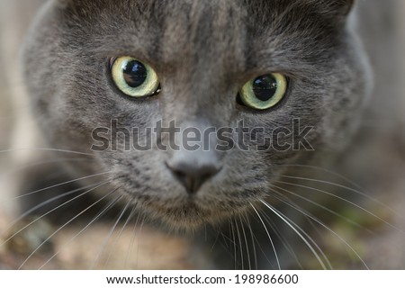 young british gray cat hunting outdoors, close up photo