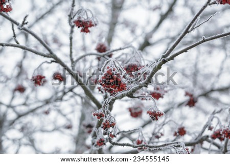 rowanberries covered with hoarfrost in the winter morning, seasonal photo
