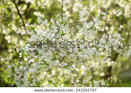 white flower of pear blossoms in spring, closeup photo