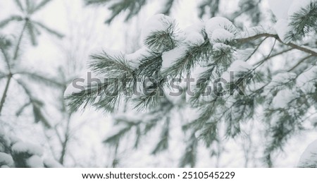 Similar – Foto Bild Verschneite Nadelbäume im Wald