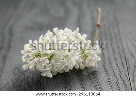 white lilac flower on old oak table, summer rustic flowers