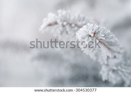 fir covered with hoar frost closeup photo, vintage toned