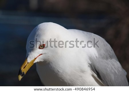 Similar – Foto Bild Vogel schaut von einer mit Stoff bespannten Terrasse herunter