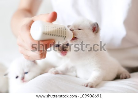 Feeding little white kittenwith milk replacer