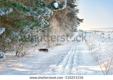 Dog running out of the wood onto ski trail
