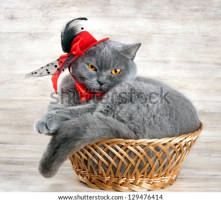 Cat wearing red hat lying in a basket