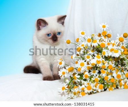 Little cat playing with chamomile