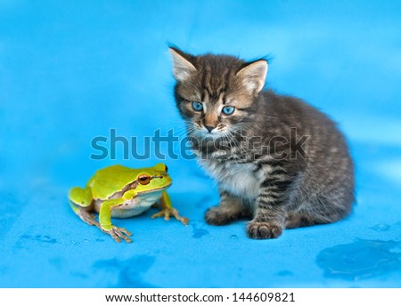Little kitten and frog looking at camera on wet blue background