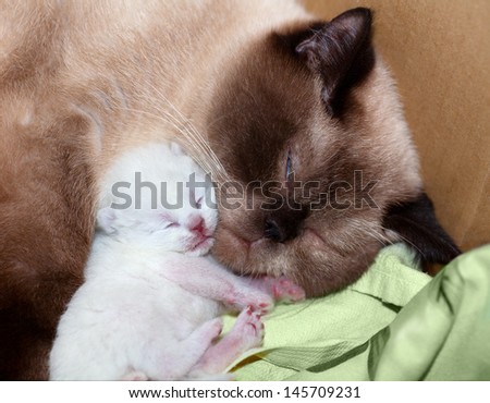 Cat mom with newborn kitten sleeping