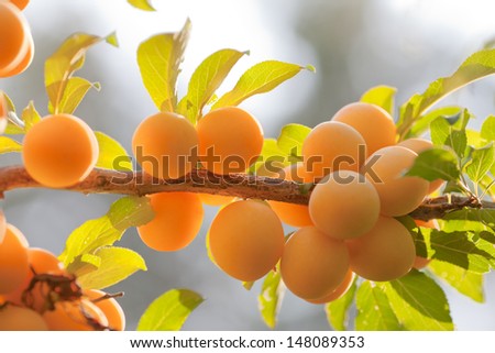 Branch of yellow plum in back light