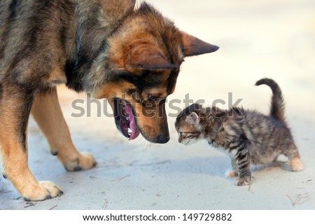 Big dog and little kitten sniffing each other outdoor