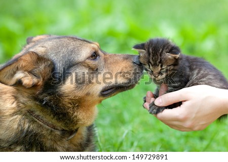 Big dog and little kitten in female hands sniffing each other outdoor