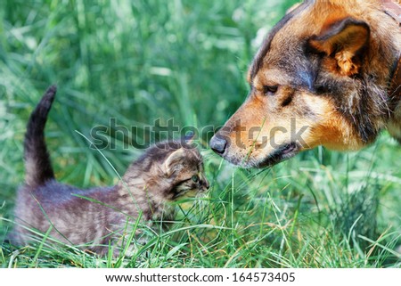 Big dog and little kitten sniffing each other on the grass