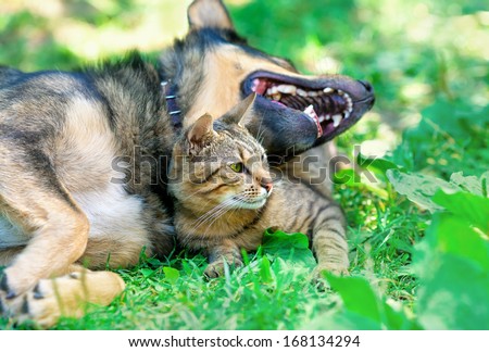 Cat and dog lying together in the lawn