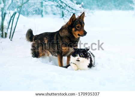 Cat and dog walking in the snow