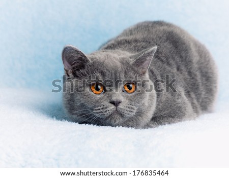 Blue british cat lying on blue blanket