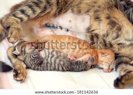 Two sleeping newborn kittens near mom kitty after c-section
