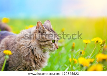 Cute siberian cat walking in the dandelion meadow