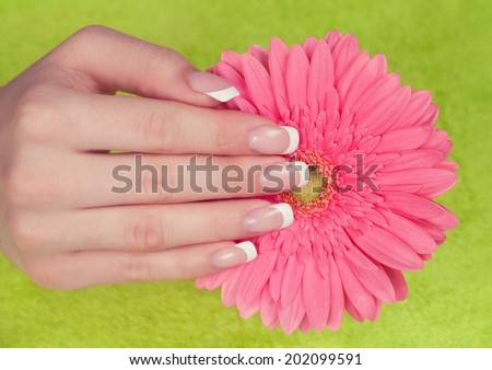 Beautiful woman\'s hands and nails with french manicure on the pink gerbera flower