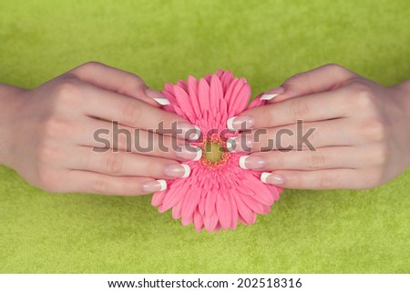 Beautiful woman\'s hands and nails with french manicure on the rose gerbera flower