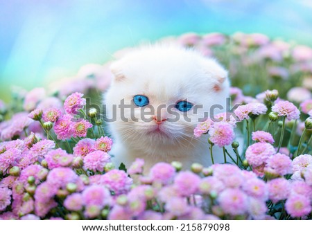 Cute little white Scottish fold kitten sitting in flower lawn