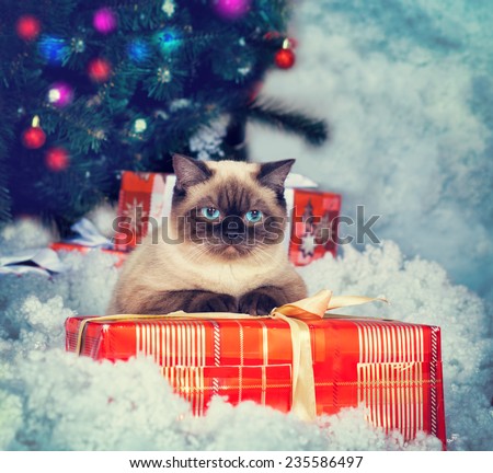 Siamese cat  with present against Christmas tree