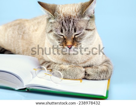 Cute sleeping business cat with glasses lying on notebook (book)