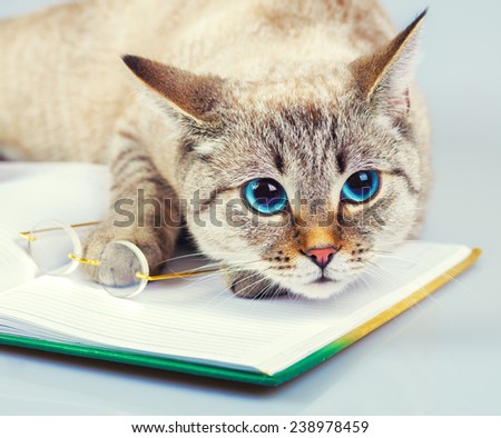 Cute business cat with glasses reading notebook (book)