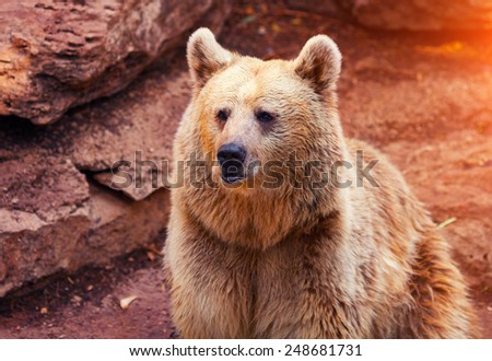 Far Eastern wild bear walk near rock