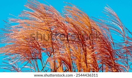 Similar – Image, Stock Photo Grass against sunset sky at seaside