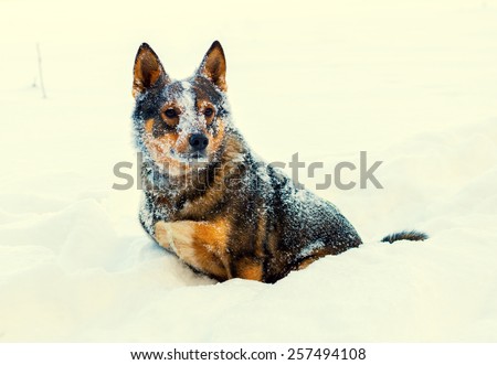 Stray dog covered with snow outdoors in winter