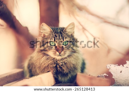 Vintage portrait of cute siberian cat outdoors