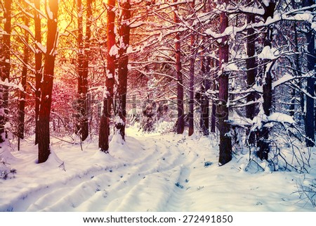 Winter forest, covered with snow, at sunset