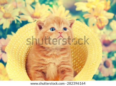 Vintage portrait of little kitten in straw hat against flowers background