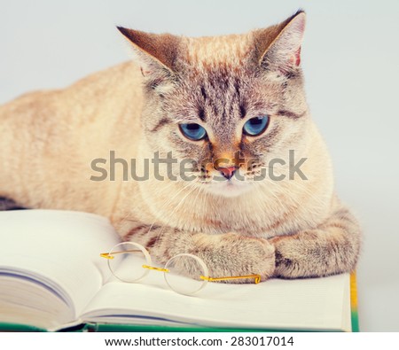 Business cat with book and glasses