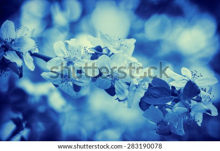 Blue vintage blossom apple tree. Spring natural background