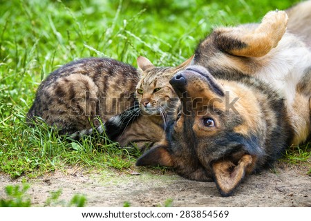 Dog and cat best friends playing together outdoor. Lying on the back together.