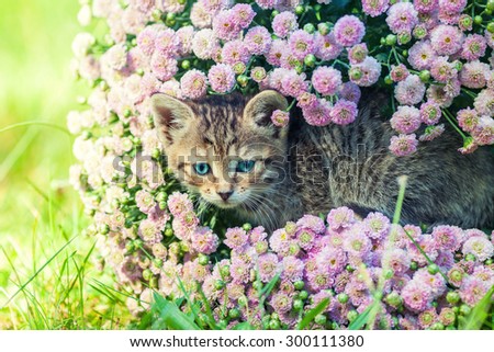 Cute kitten relaxing in flowers