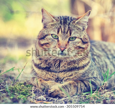 Vintage portrait of  cat relaxing outdoors