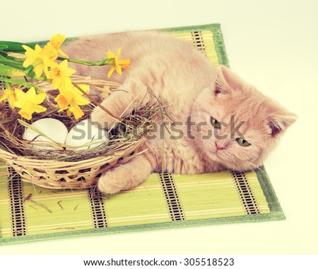 Kitten lying near nest with eggs
